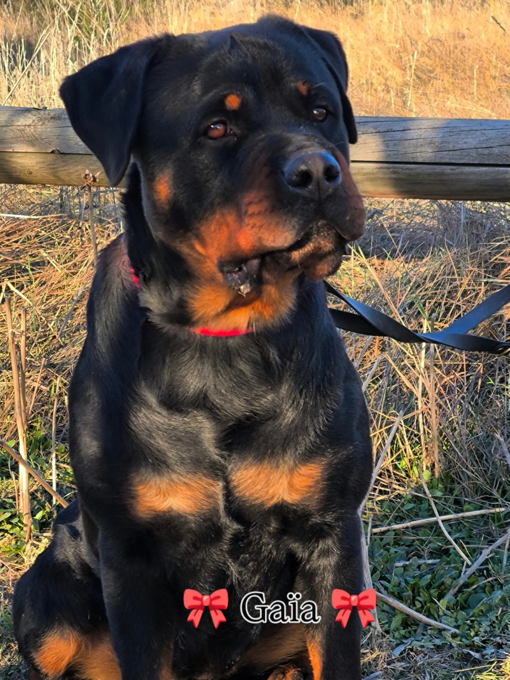 V'gaia Des Blacks Pearls Addiction