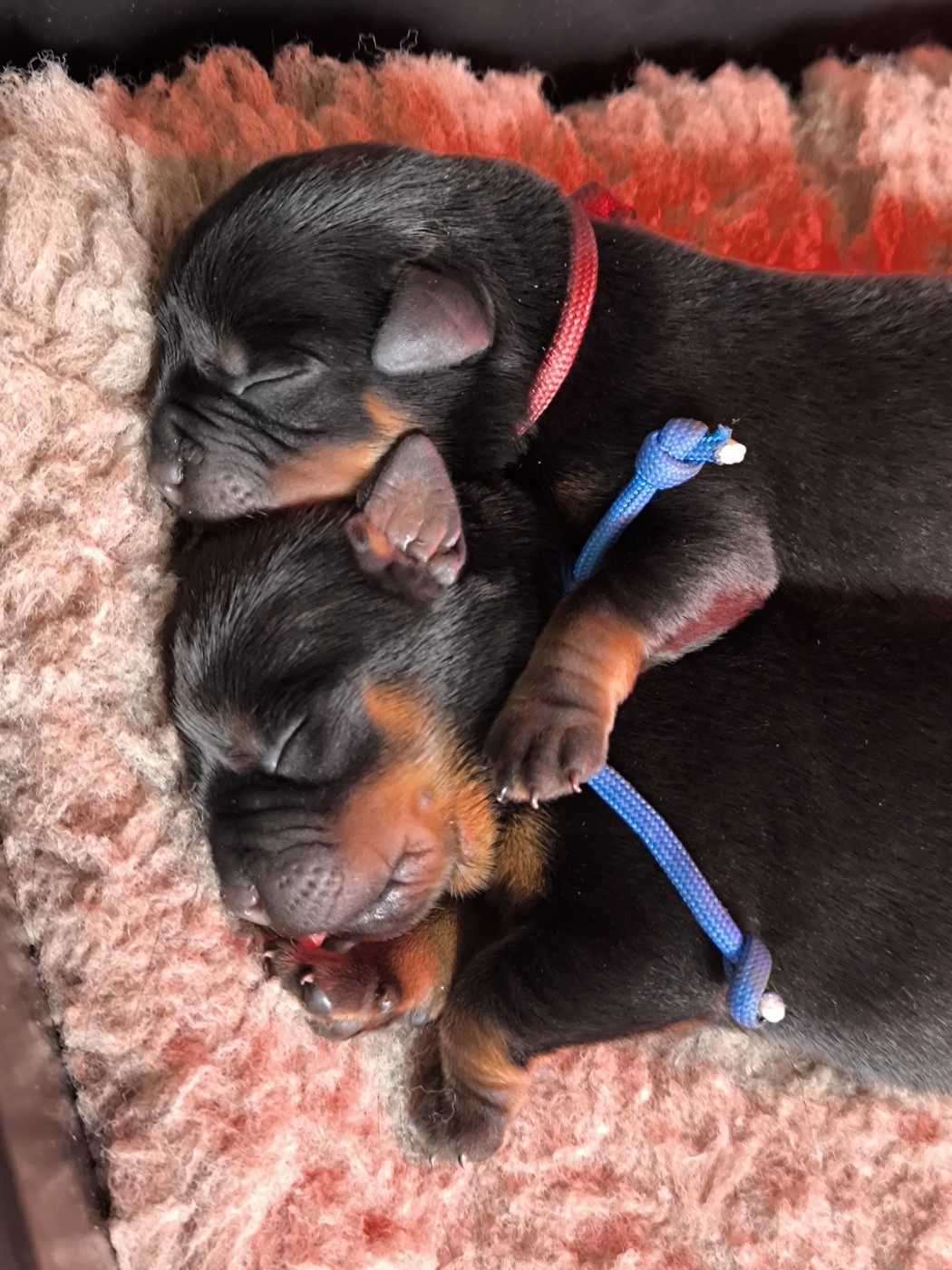 Les bébés de kraken et Tchugo sont nés !!!