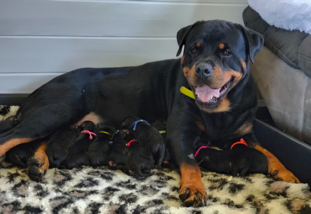Les bébés de Booba ( Unkut ) et Aria sont nés !!!