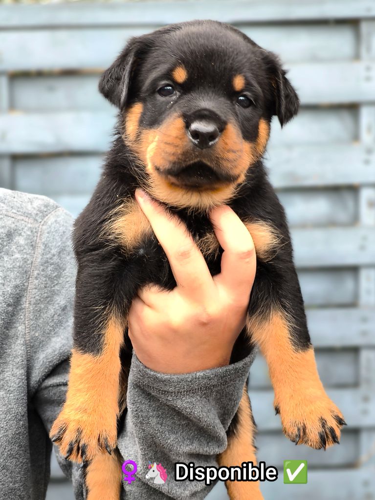 Dernière femelle disponible sur le mariage de Aria et unkut