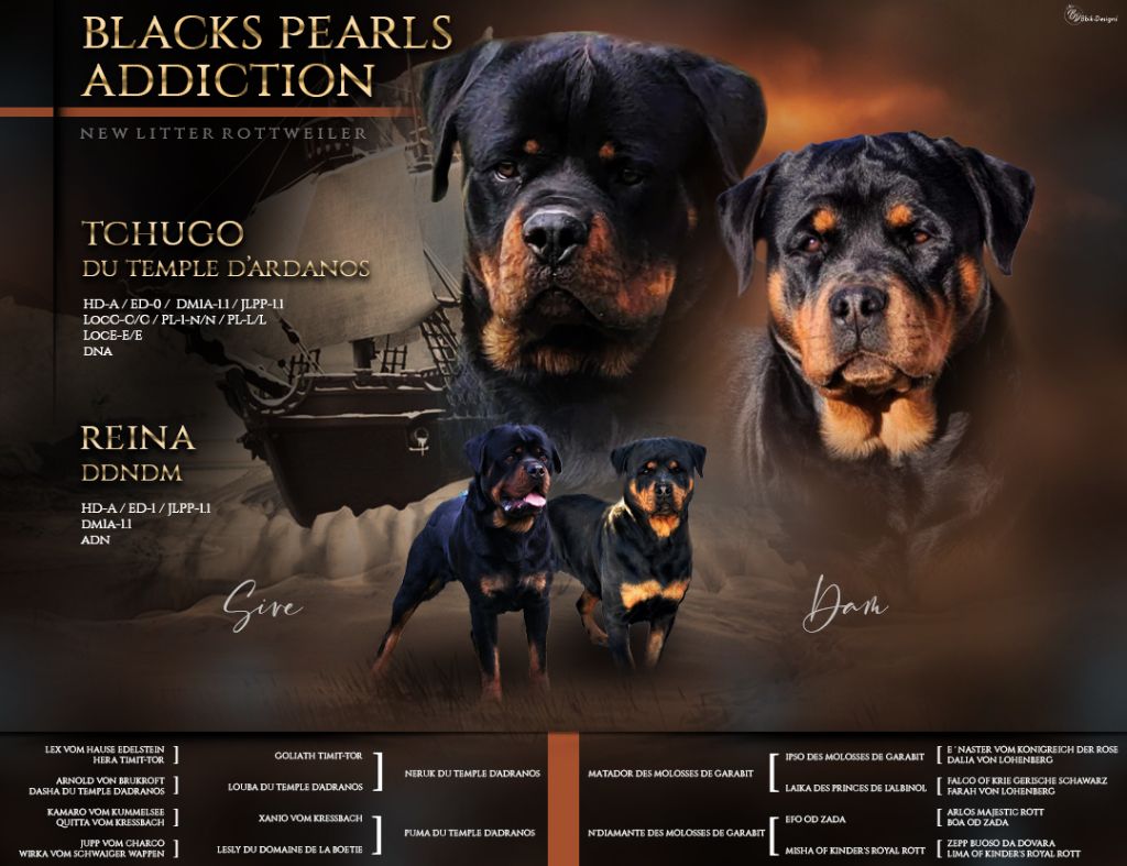 Chiot Rottweiler Des Blacks Pearls Addiction