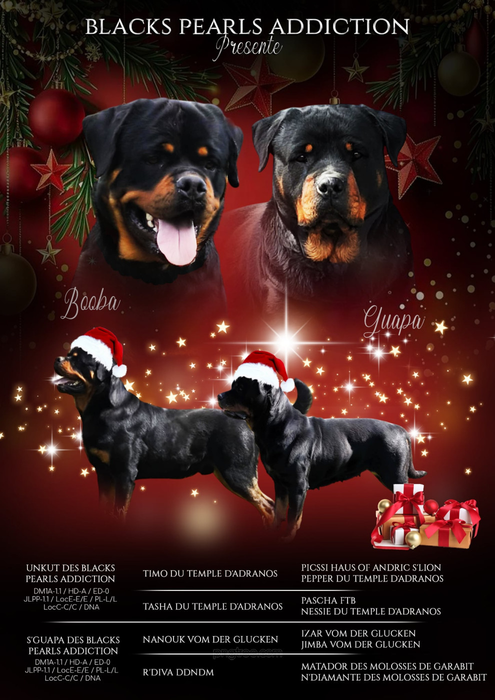 Des Blacks Pearls Addiction - Rottweiler - Portée née le 17/02/2026
