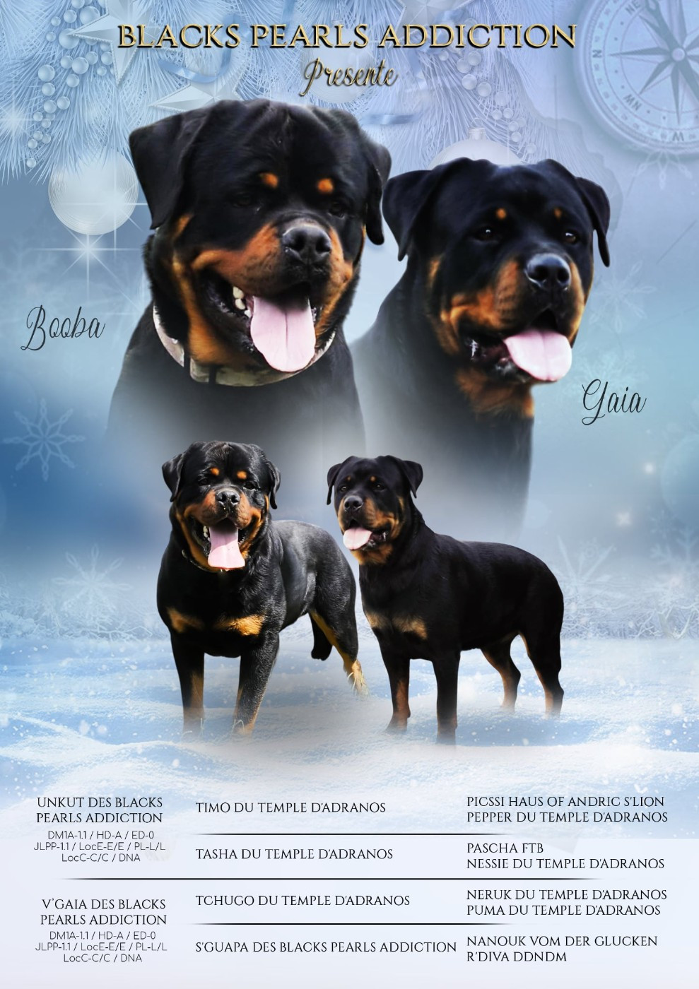 Des Blacks Pearls Addiction - Rottweiler - Portée née le 17/03/2026