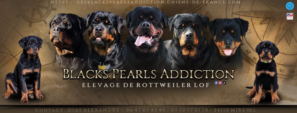 Des Blacks Pearls Addiction - Chiots disponibles - Rottweiler