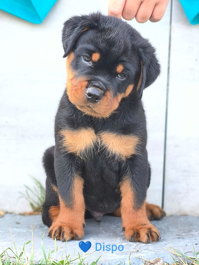 Des Blacks Pearls Addiction - Chiots disponibles - Rottweiler