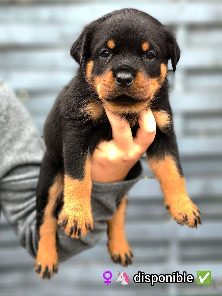 Des Blacks Pearls Addiction - Chiots disponibles - Rottweiler