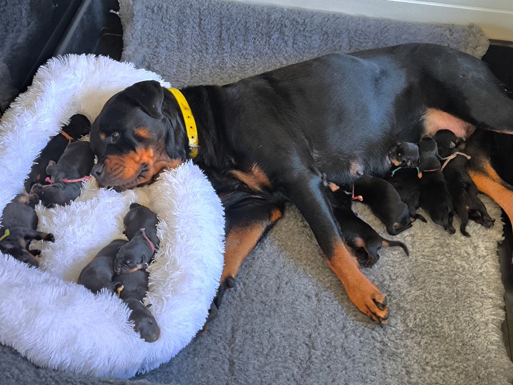 Chiot Rottweiler Des Blacks Pearls Addiction